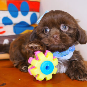 Wookiee Shih Tzu 01