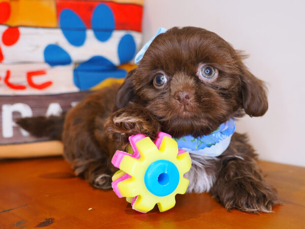 Wookiee Shih Tzu 01