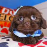 Wookiee Shih Tzu 02