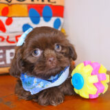 Wookiee Shih Tzu 03