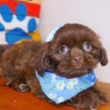 Wookiee Shih Tzu 04