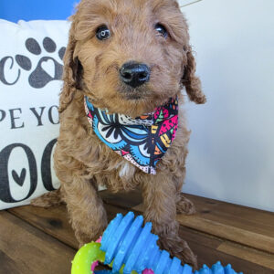 Wooly Goldendoodle 01