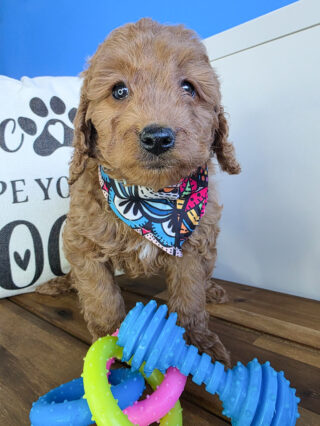 Wooly Goldendoodle 01