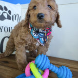 Wooly Goldendoodle 02