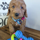 Wooly Goldendoodle 03