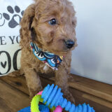 Wooly Goldendoodle 04