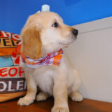 Zara Golden Retriever 04