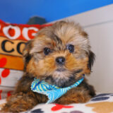 Zorro Shorkie 01