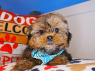 Zorro Shorkie 01