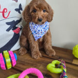 Abe Miniature Goldendoodle 04