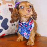 Almera Dachshund 03