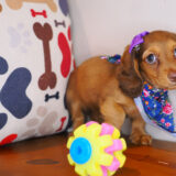 Almera Dachshund 04