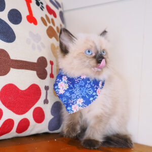 Ariana Ragdoll 01