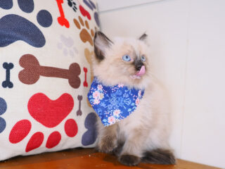 Ariana Ragdoll 01