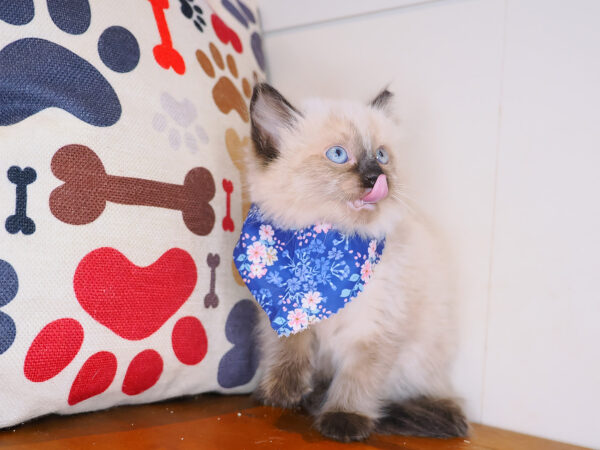 Ariana Ragdoll 01