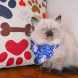 Ariana Ragdoll 02