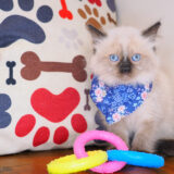 Ariana Ragdoll 03
