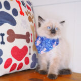 Ariana Ragdoll 04