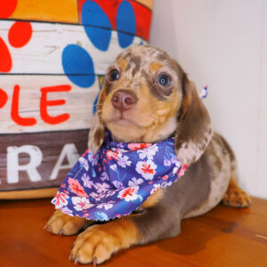 Balthazar Dachshund 01