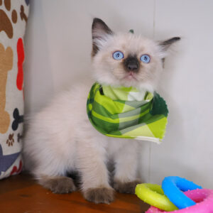 Beny Ragdoll 01
