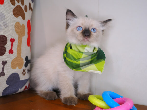 Beny Ragdoll 01
