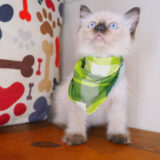 Beny Ragdoll 02