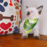 Beny Ragdoll 03