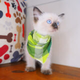 Beny Ragdoll 04