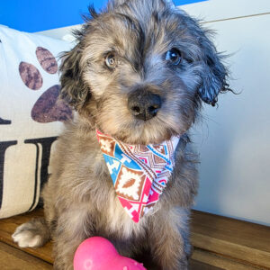 Blue Aussiedoodle 01