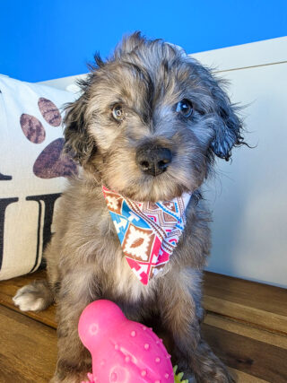 Blue Aussiedoodle 01