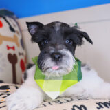 Bob - Miniarure Schnauzer 01