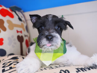 Bob - Miniarure Schnauzer 01