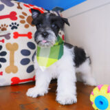 Bob - Miniarure Schnauzer 02