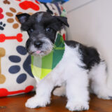 Bob - Miniarure Schnauzer 03