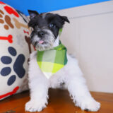 Bob - Miniarure Schnauzer 04