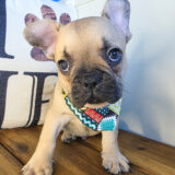 Bram French Bulldog 01