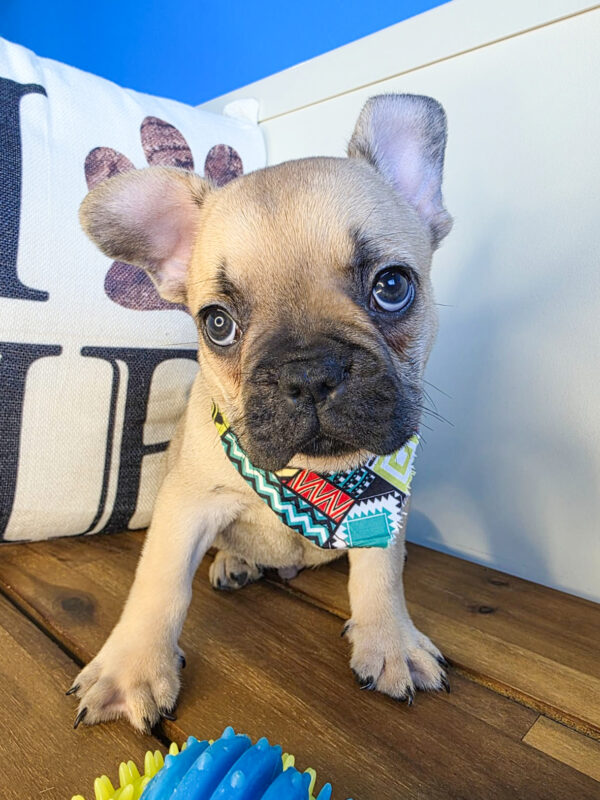 Bram French Bulldog 01