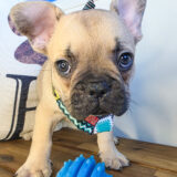 Bram French Bulldog 02