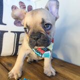 Bram French Bulldog 03