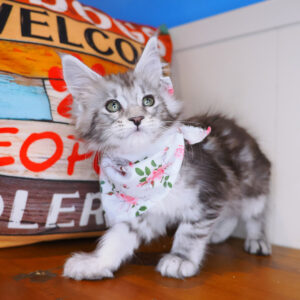 Brenda Maine Coon 01