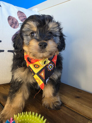 Bucky Aussiedoodle 01