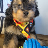 Bucky Aussiedoodle 02