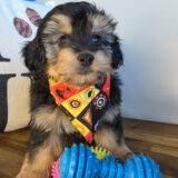 Bucky Aussiedoodle 03