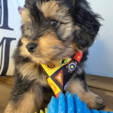 Bucky Aussiedoodle 04