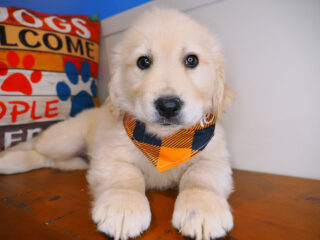 Cadid Golden Retriever 01