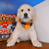 Cadid Golden Retriever 02