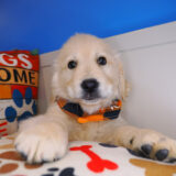 Cadid Golden Retriever 03