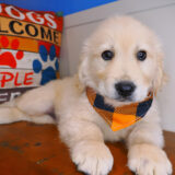 Cadid Golden Retriever 04