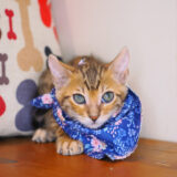 Cazzu Bengal 01