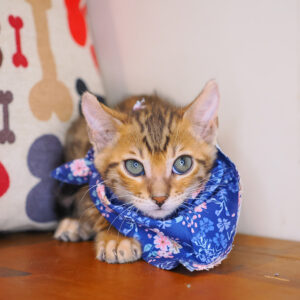 Cazzu Bengal 01